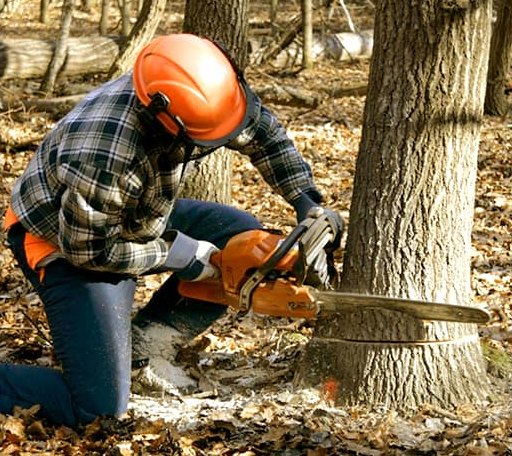 Tree Removal in Nashville, OH